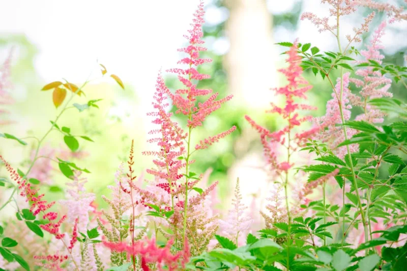 Astilbe Chocolate Shogun - Astilbe 'Chocolate Shogun'