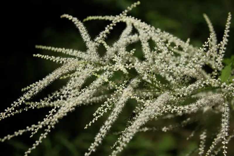 Astilbe Fanal - Astilbe × arendsii 'Fanal'
