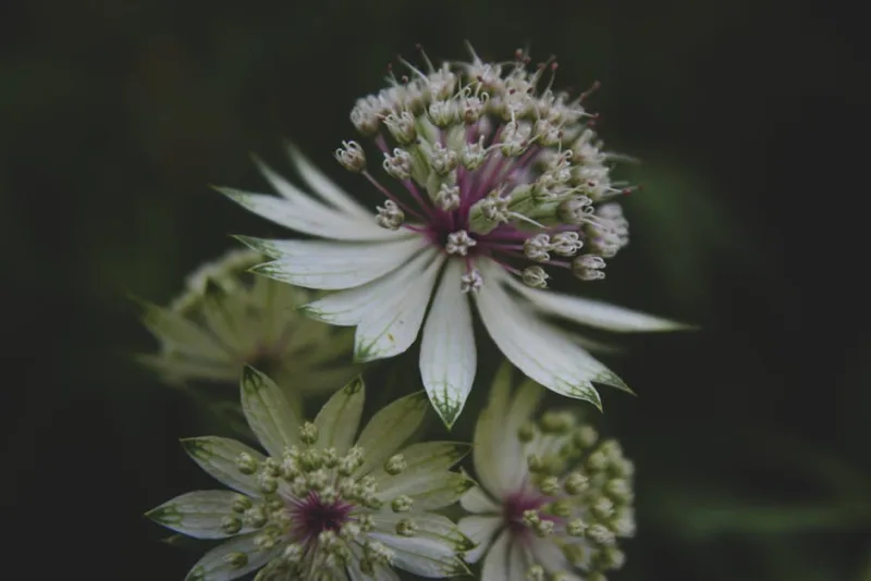 Astrantia Star of Billion - Astrantia major 'Star of Billion'