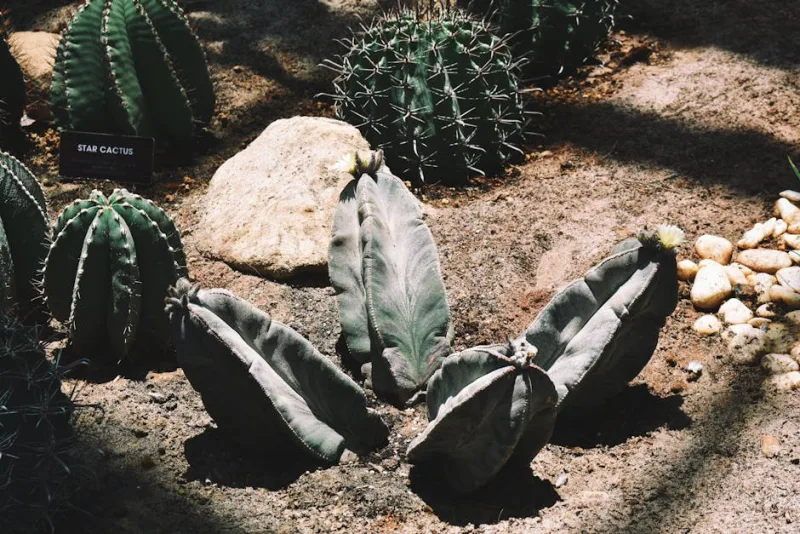 Astrophytum - Astrophytum myriostigma