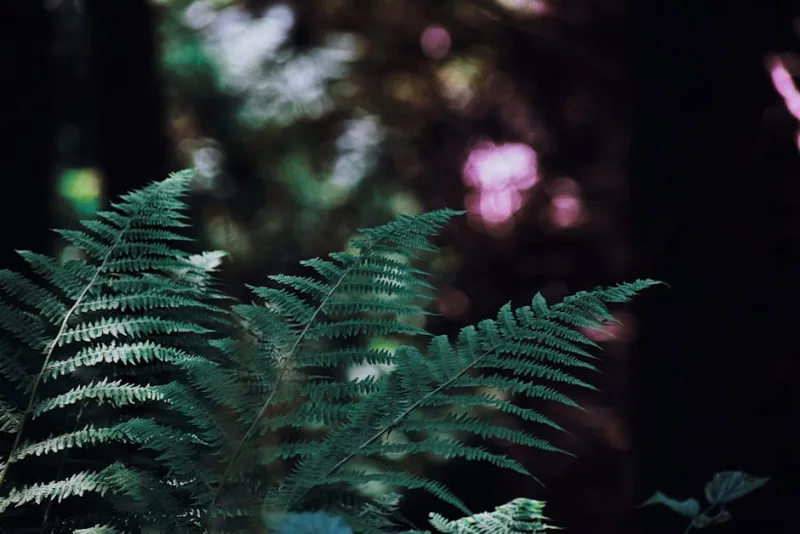 Athyrium Niponicum Pictum - Athyrium niponicum 'Pictum'