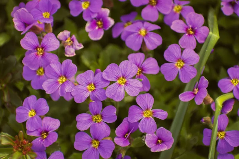 Aubrieta - Aubrieta deltoidea