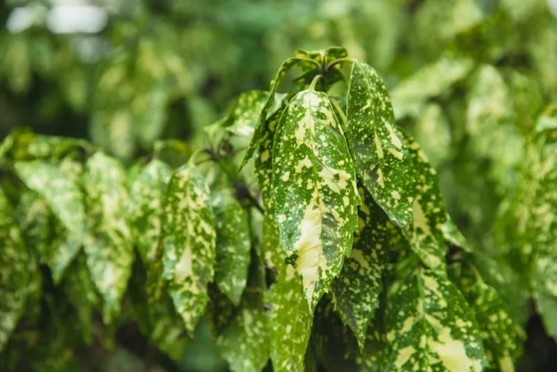 Aucuba Japonica - Aucuba japonica