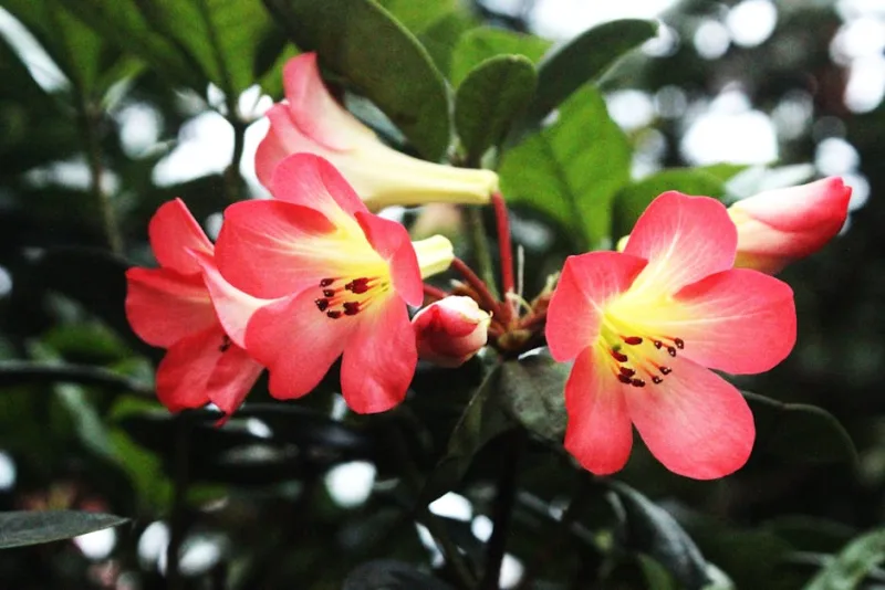 Azalea da Interno - Rhododendron simsii
