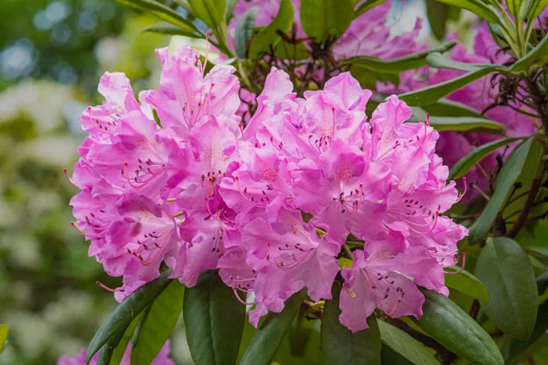 Azalea Geisha Orange - Rhododendron 'Geisha Orange'