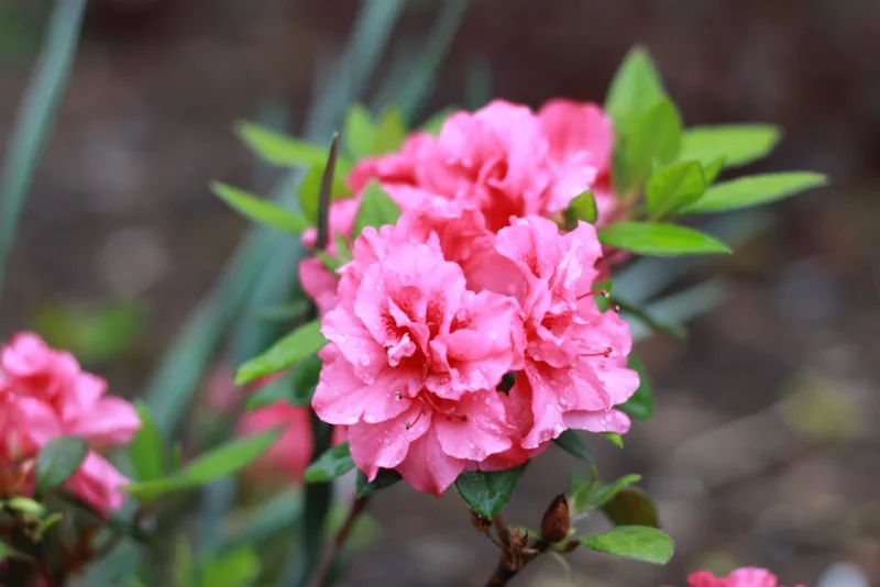 Azalea Japonica - Rhododendron obtusum