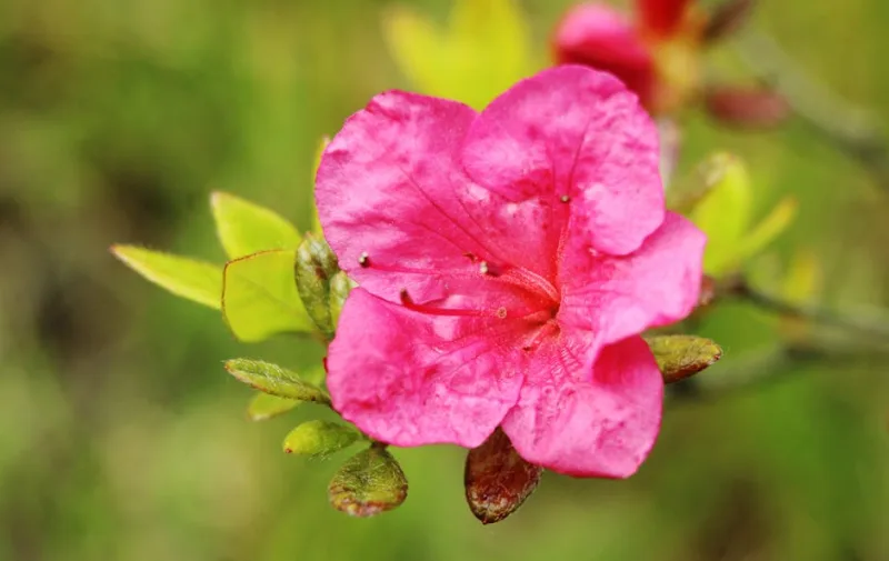 Azalea - Rhododendron (Azalea)