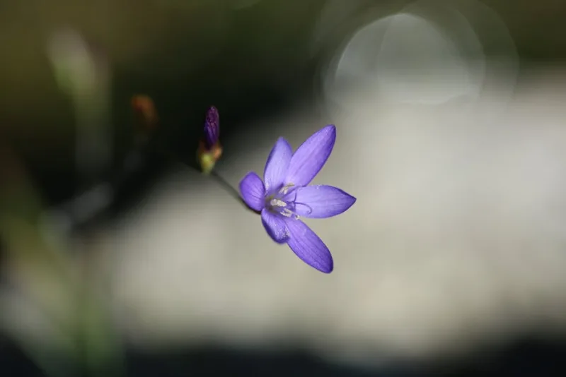 Babiana - Babiana stricta
