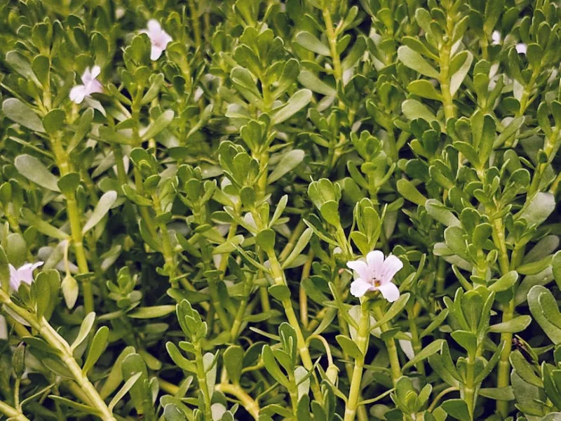 Bacopa Monnieri - Bacopa monnieri