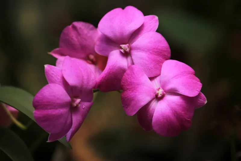 Balsamo - Impatiens balsamina