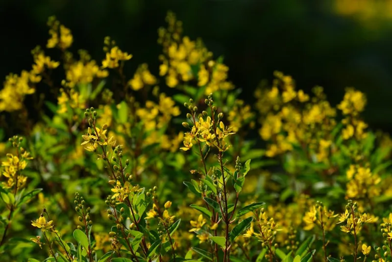 Baptisia Purple Smoke - Baptisia 'Purple Smoke'