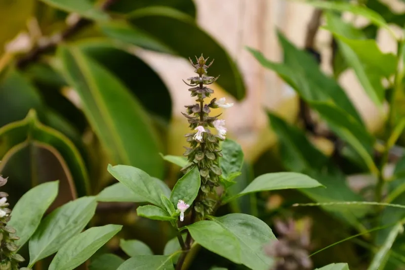 Basilico Sacro Tulsi - Ocimum tenuiflorum