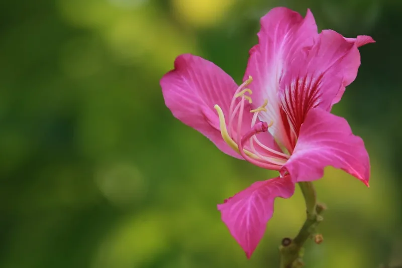 Bauhinia Purpurea - Bauhinia purpurea
