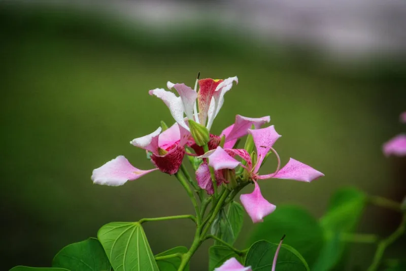 Bauhinia Variegata - Bauhinia variegata