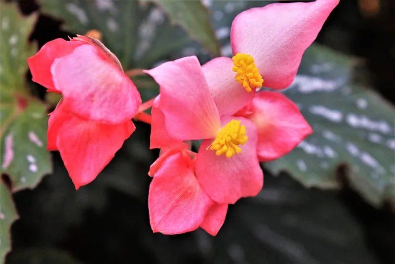Begonia Angel Wing - Begonia coccinea
