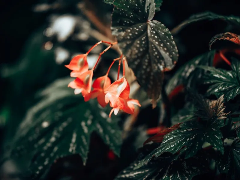Begonia Maculata - Begonia maculata