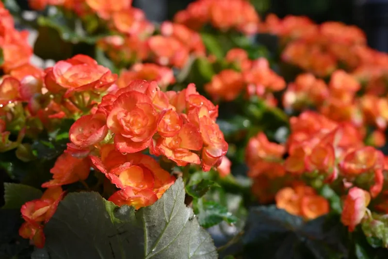 Begonia Nonstop - Begonia × tuberhybrida 'Non-Stop'