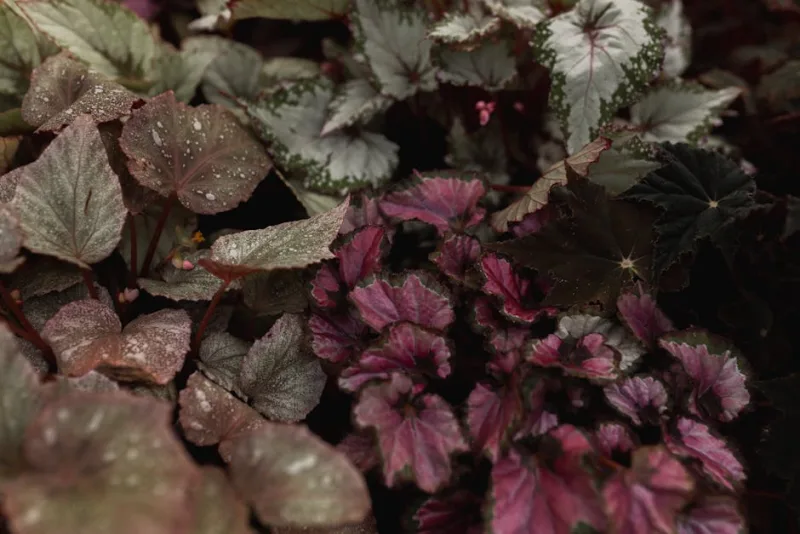 Begonia Rex - Begonia rex