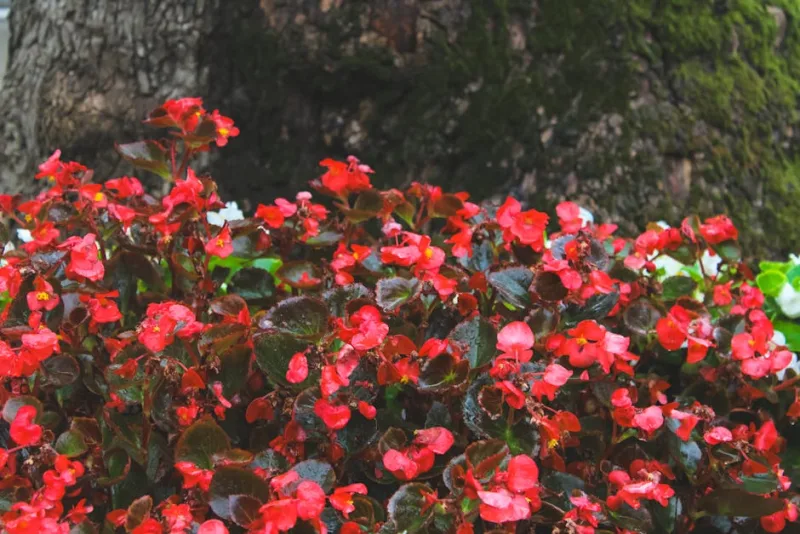 Begonia Semperflorens - Begonia × semperflorens