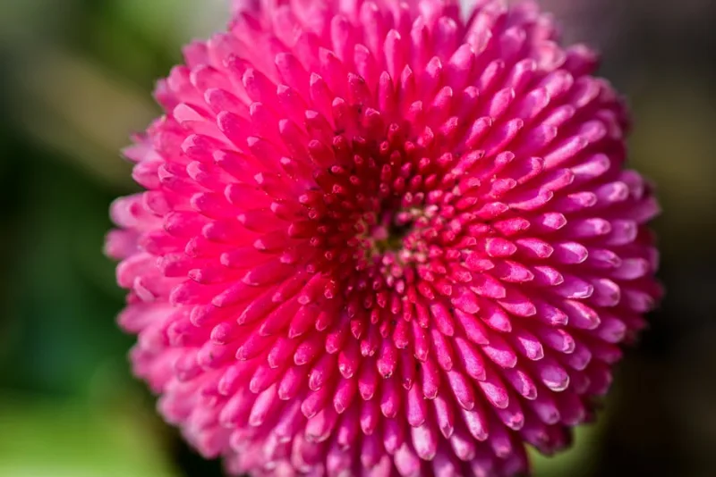 Bellis Perennis - Bellis perennis