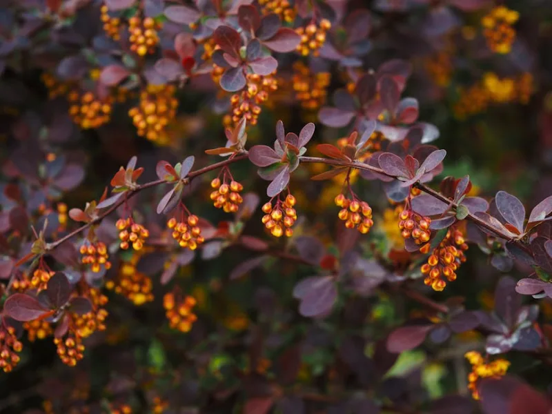 Berberis Thunbergii - Berberis thunbergii