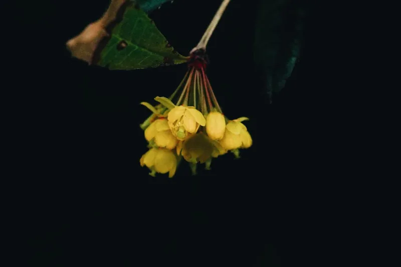 Berberis - Berberis × stenophylla