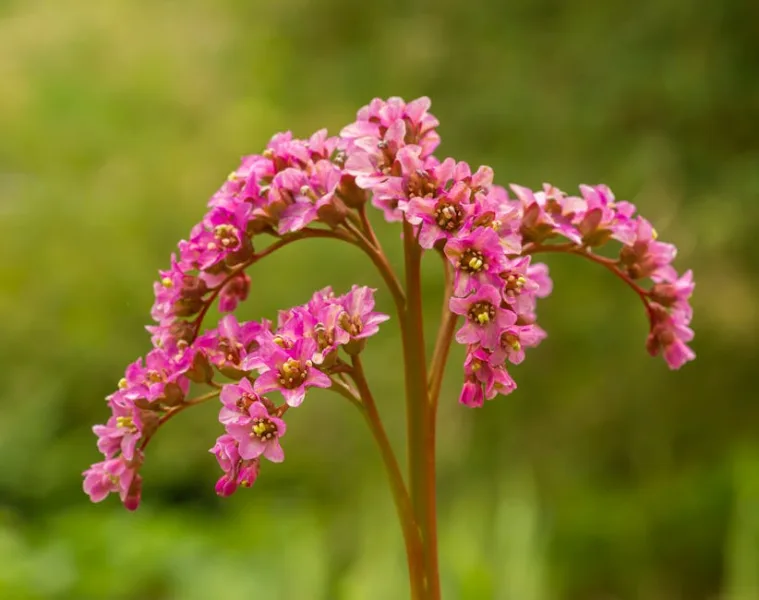 Bergenia Morgenrote - Bergenia 'Morgenrote'