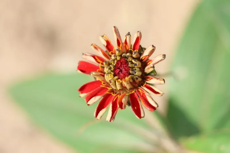 Bessera Elegans - Bessera elegans