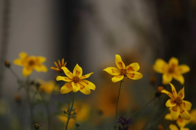 Bidens - Bidens ferulifolia