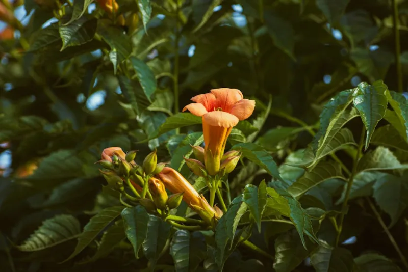 Bignonia Rampicante - Campsis radicans