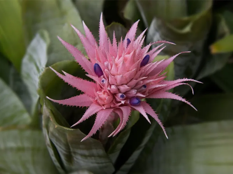 Billbergia Nutans - Billbergia nutans