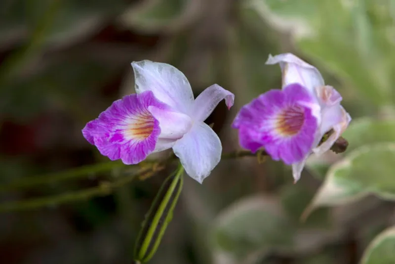 Bletilla Striata - Bletilla striata