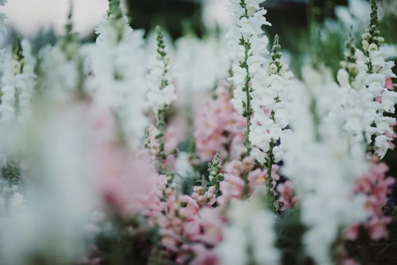 Bocca di Leone - Antirrhinum majus
