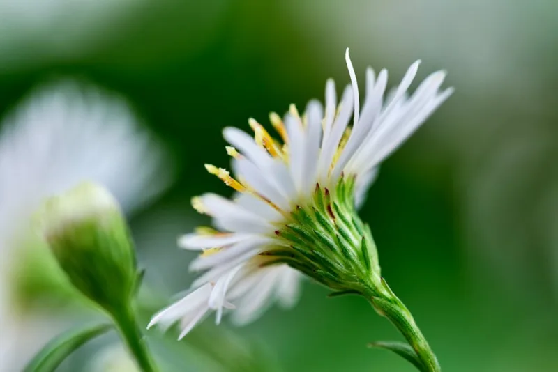 Boltonia - Boltonia asteroides