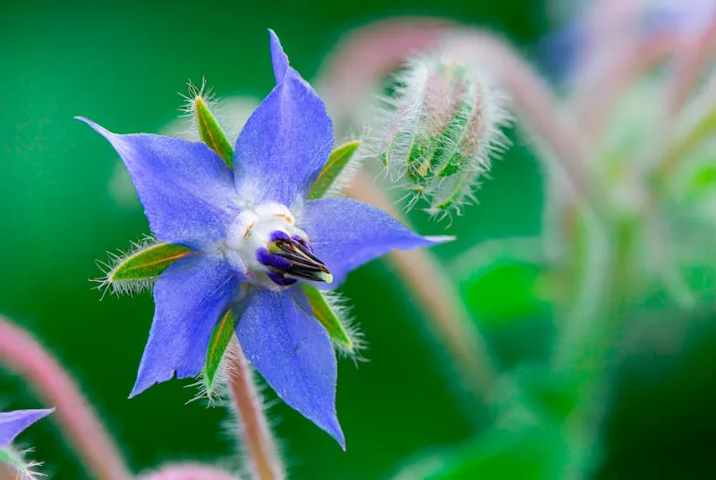 Borragine Selvatica - Borago officinalis
