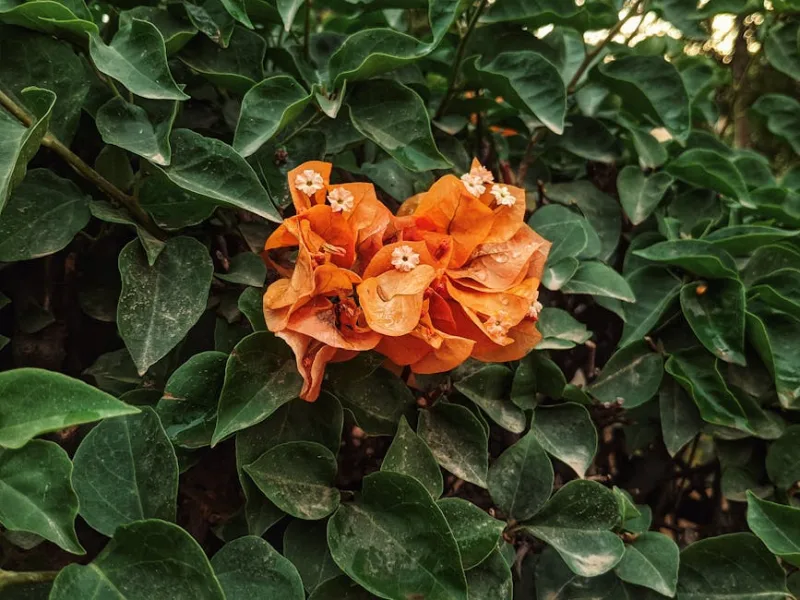 Bougainvillea Sanderiana - Bougainvillea glabra 'Sanderiana'