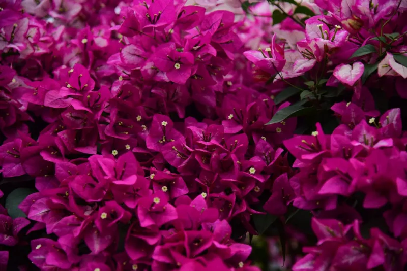 Bougainvillea Spectabilis - Bougainvillea spectabilis
