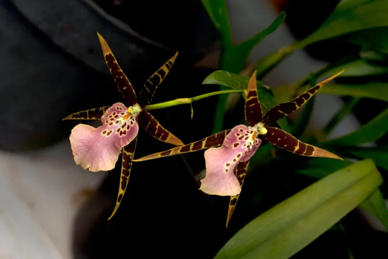 Brassia Rex - Brassia Rex