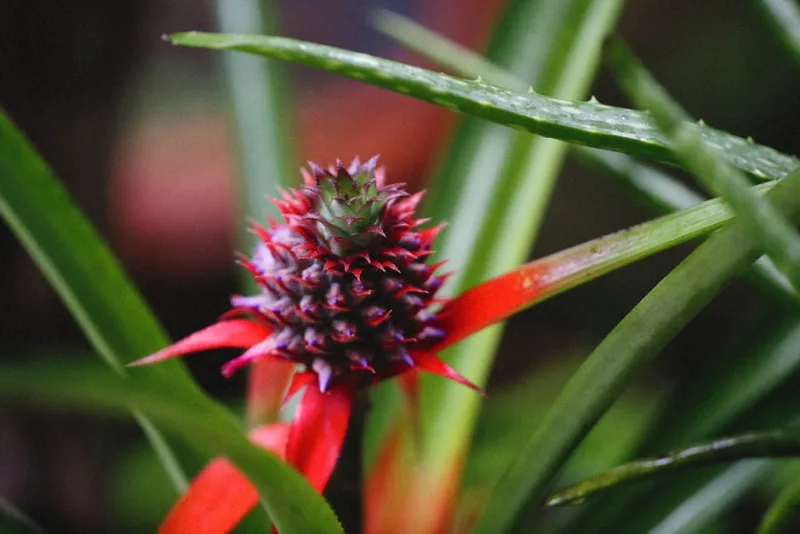 Bromelia Vriesea - Vriesea splendens