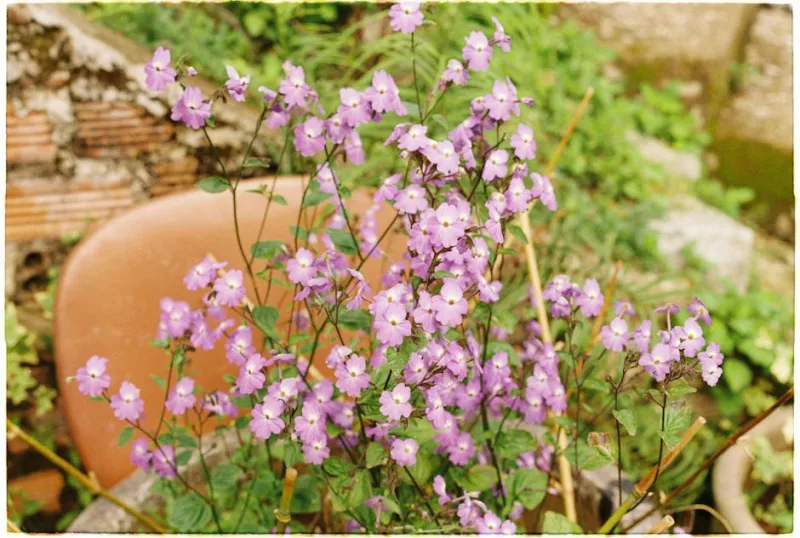 Browallia - Browallia speciosa