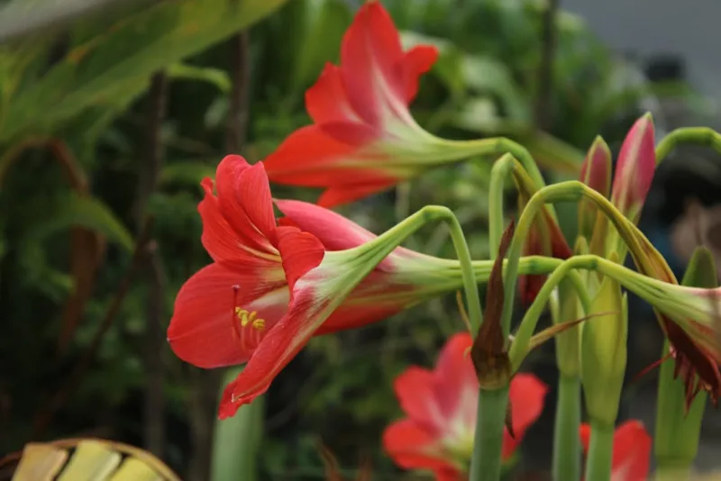Brownea - Brownea grandiceps
