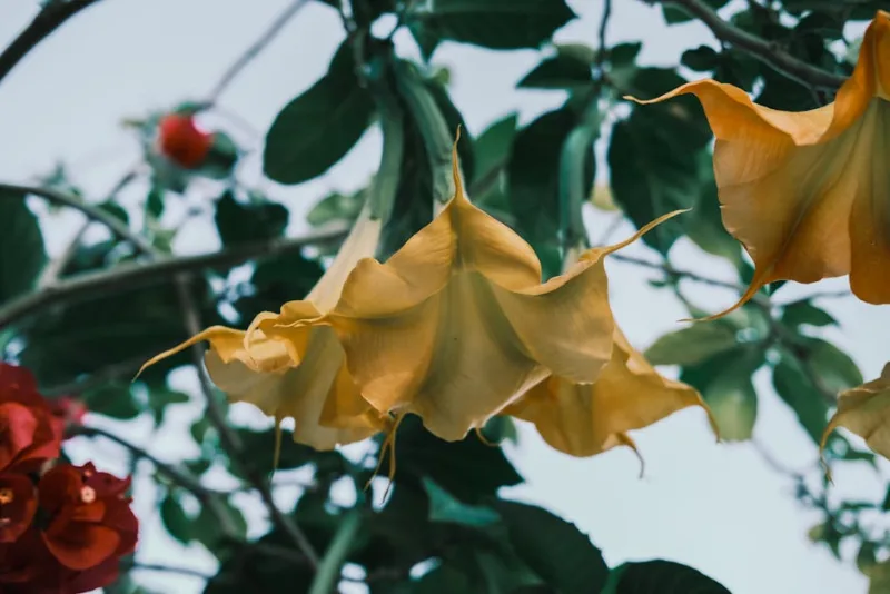 Brugmansia Suaveolens - Brugmansia suaveolens