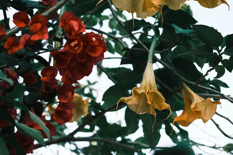 Brugmansia - Brugmansia spp.