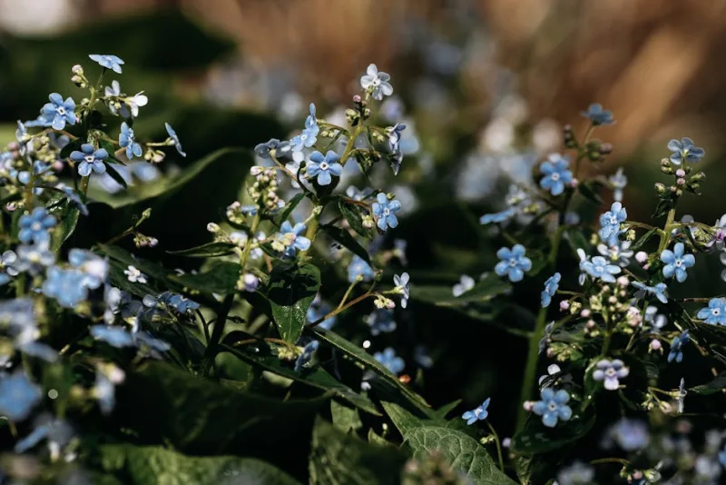 Brunnera Jack Frost - Brunnera macrophylla 'Jack Frost'