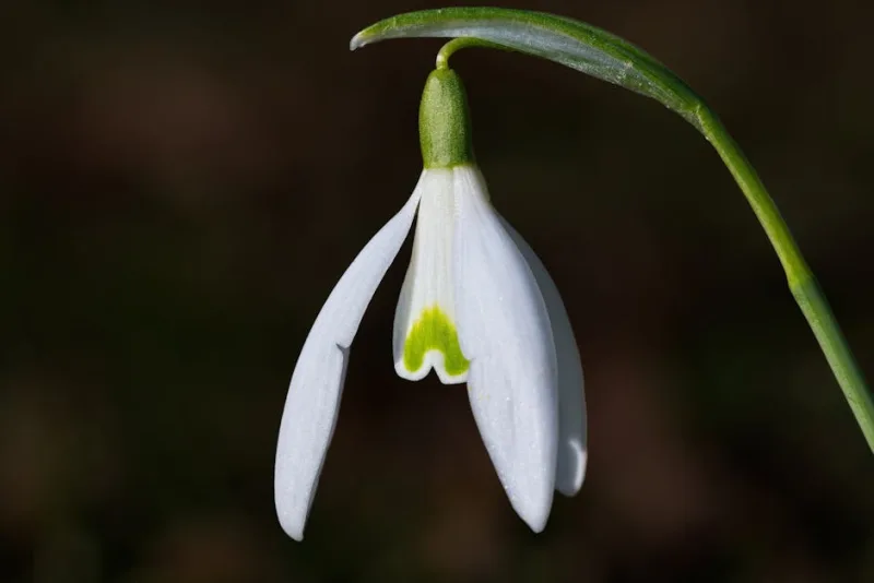 Bucaneve - Galanthus nivalis
