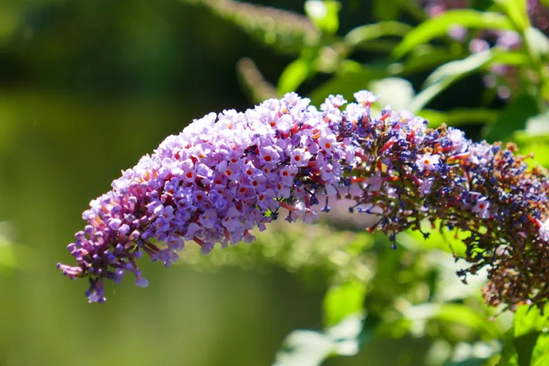 Buddleja Nanho Blue - Buddleja davidii 'Nanho Blue'