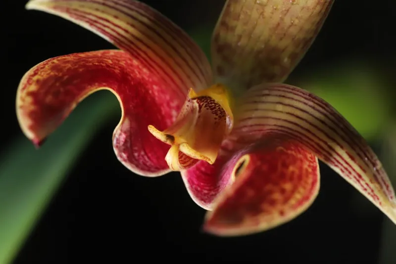 Bulbophyllum Medusae - Bulbophyllum medusae