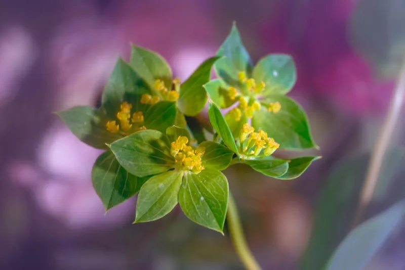Bupleurum Fruticosum - Bupleurum fruticosum