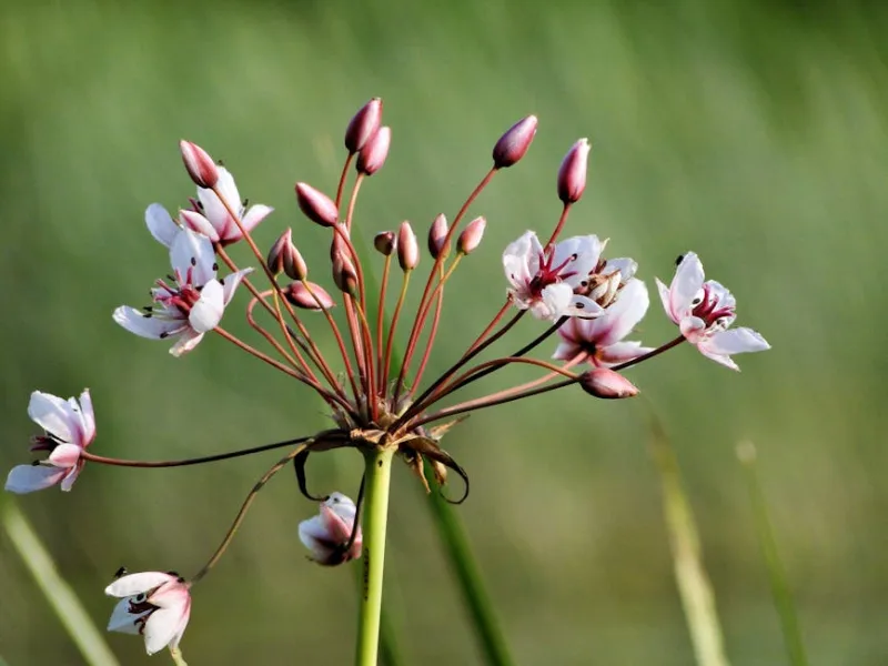 Butomus Umbellatus - Butomus umbellatus