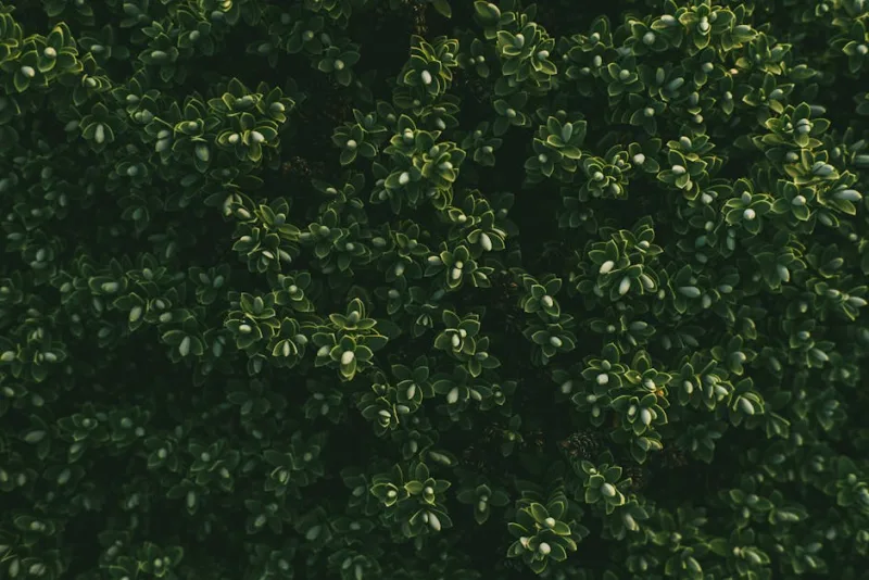 Buxus Sempervirens - Buxus sempervirens